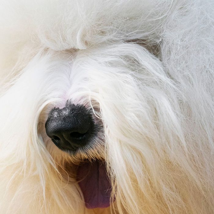 Which Dog Will Win Westminster’s Best in Show 2020?