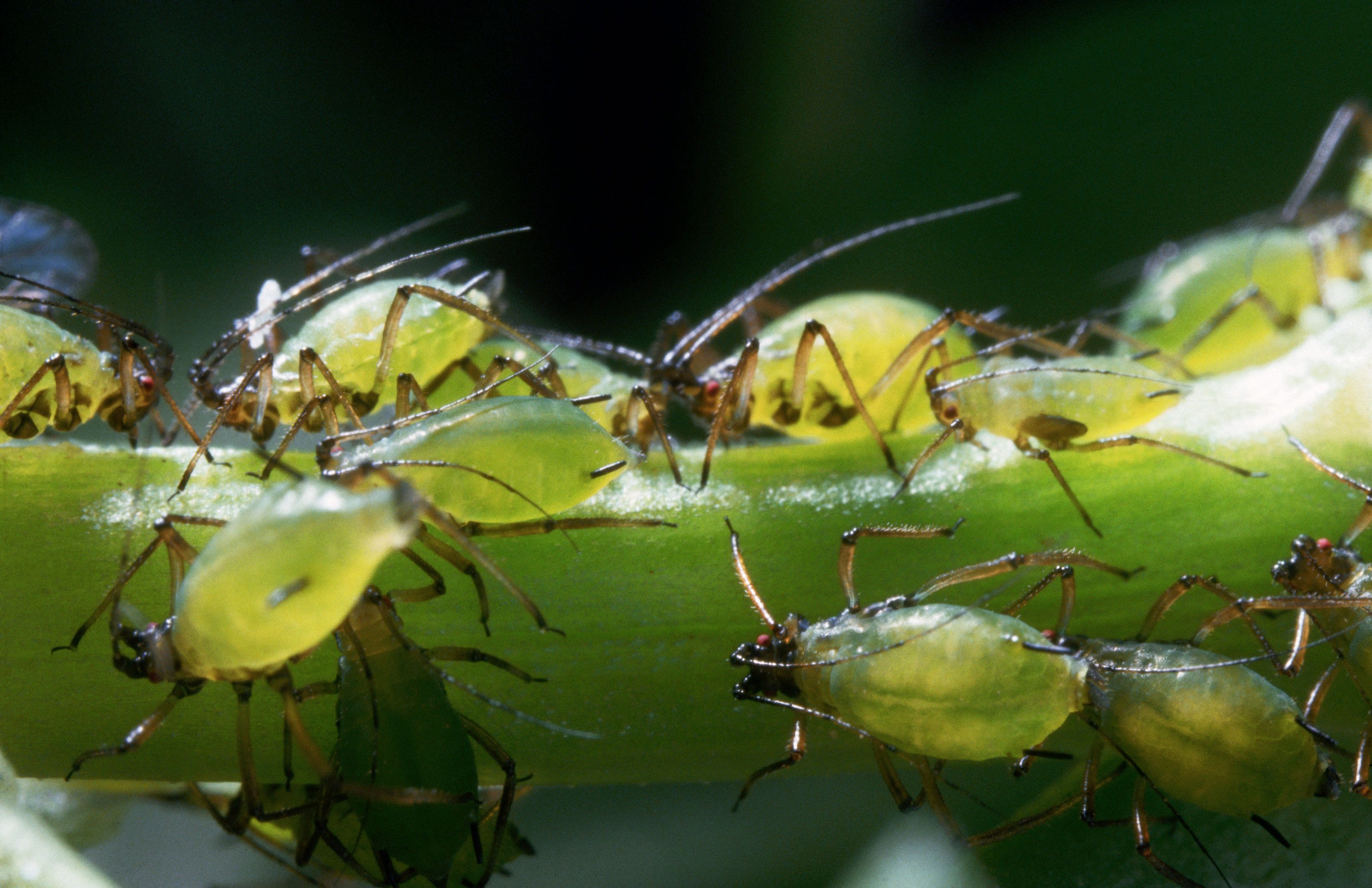 Swarms of bugs in New York are aphids. pic