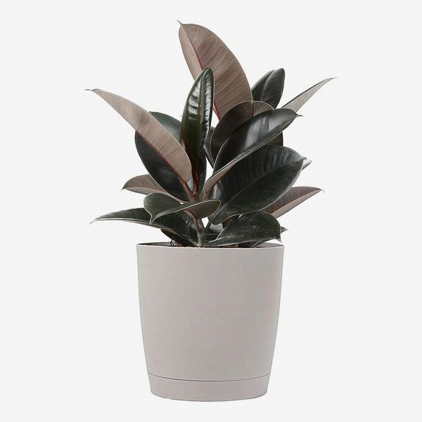 costa farms burgundy rubber fiscus elastica, 2 to 3-feet tall, with decor planter - strategist best rubber ficus elastica