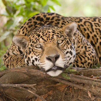 A lazy jaguar or is it us?