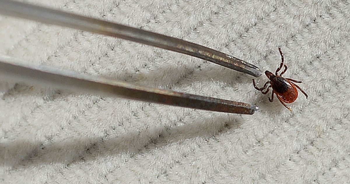 How to Remove a Tick Safely and Correctly 2019 The Strategist