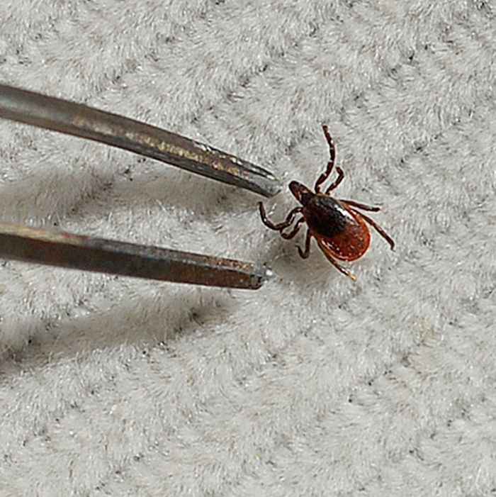 removing a tick from a dog without tweezers