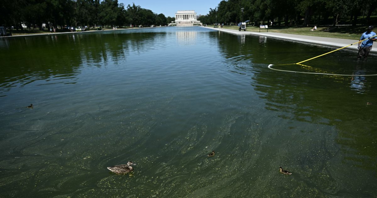 Trump's Reflecting Pool Makeover Has Become an Algae Abyss