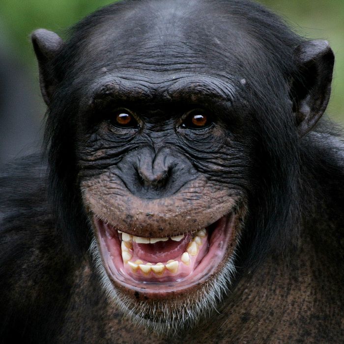 Chimps: Better Than Us?