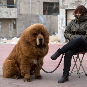 A Tibetan mastiff dog is displayed for sale at a mastiff show in Baoding, Hebei province, south of Beijing on March 9, 2013. Fetching prices up to around 750,000 USD, mastiffs have become a prized status-symbol amongst China's wealthy, with rich buyers across the country sending prices skyrocketing. Owners say the mastiffs, descendents of dogs used for hunting by nomadic tribes in central Asia and Tibet are fiercely loyal and protective. Breeders still travel to the Himalayan plateau to collect young puppies, although many are unable to adjust to the low altitudes and die during the journey. 