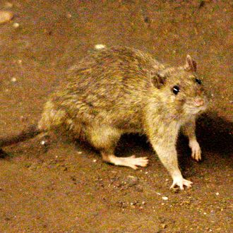In this June 15, 2010 file photo, a rat moves along the ground near the subway tracks at Union Square in New York. 