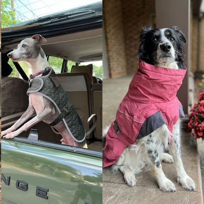 Best Dog Jackets and Coats 2023