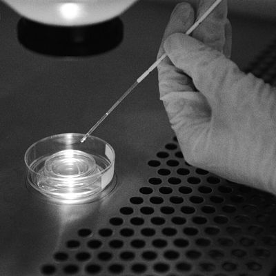 Embryology Process