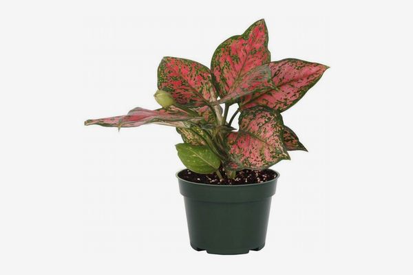 American Plant Exchange Pink Chinese Evergreen in Grow Pot