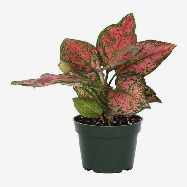 Pink Chinese Evergreen