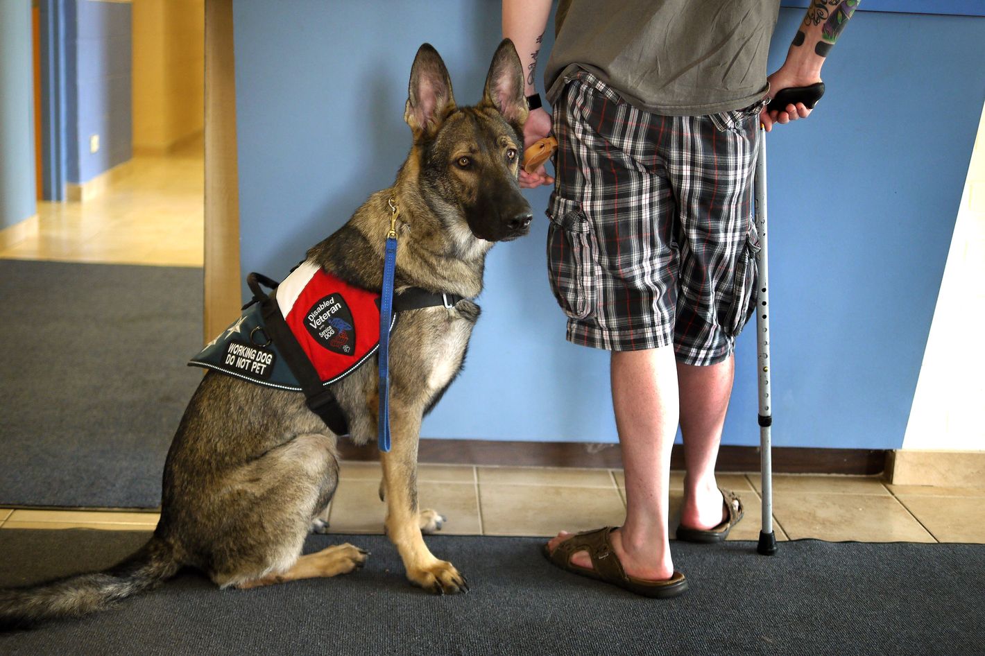 can service dogs go into restaurants