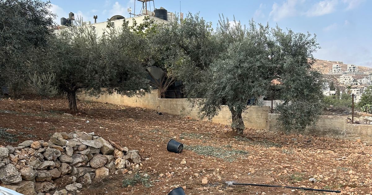Harvesting Olives in the West Bank, In Photos 