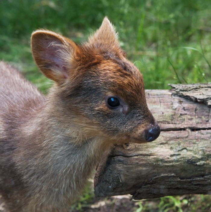 Download Queens Zoo's Adorable New Baby Deer Will Eat Like It's in ...