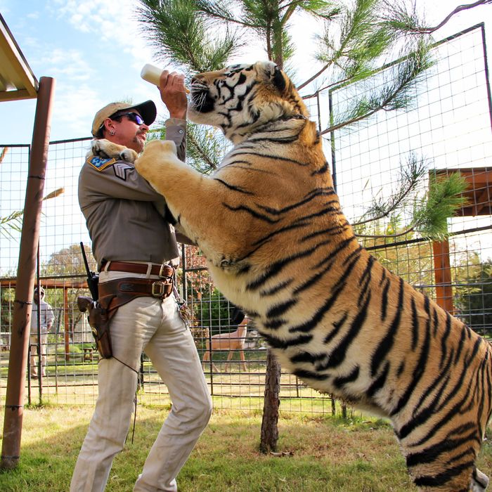 I know the white tiger is a popular alternate jersey idea, but