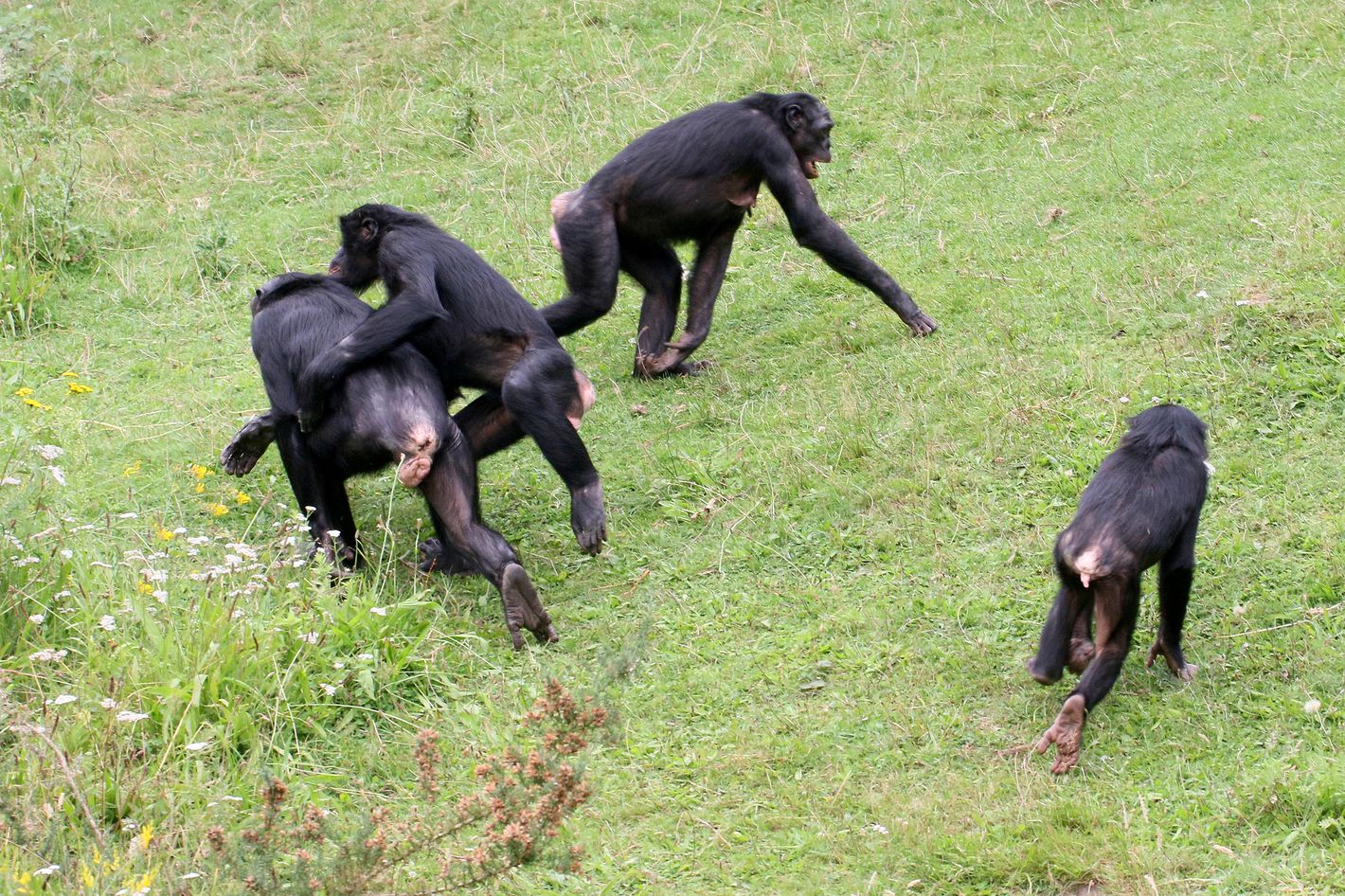 Шимпанзе бонобо спариваются