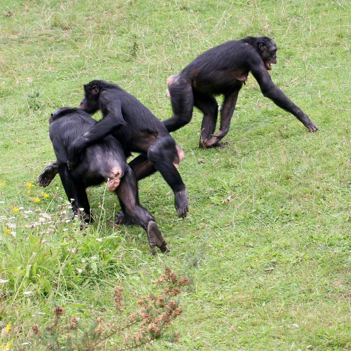 Chimpanzee Ass