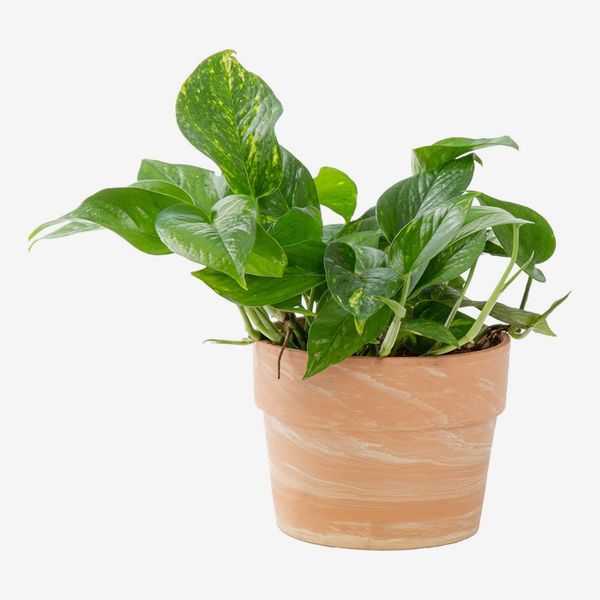 Costa Farms Golden Pothos Plant in Modern Pot