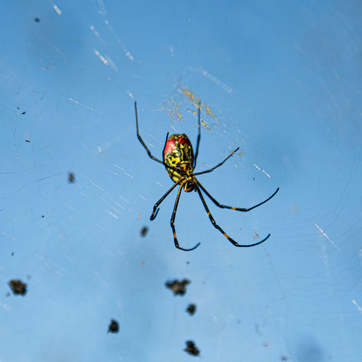 Does This Photograph Show a Park Covered with Spider Webs?