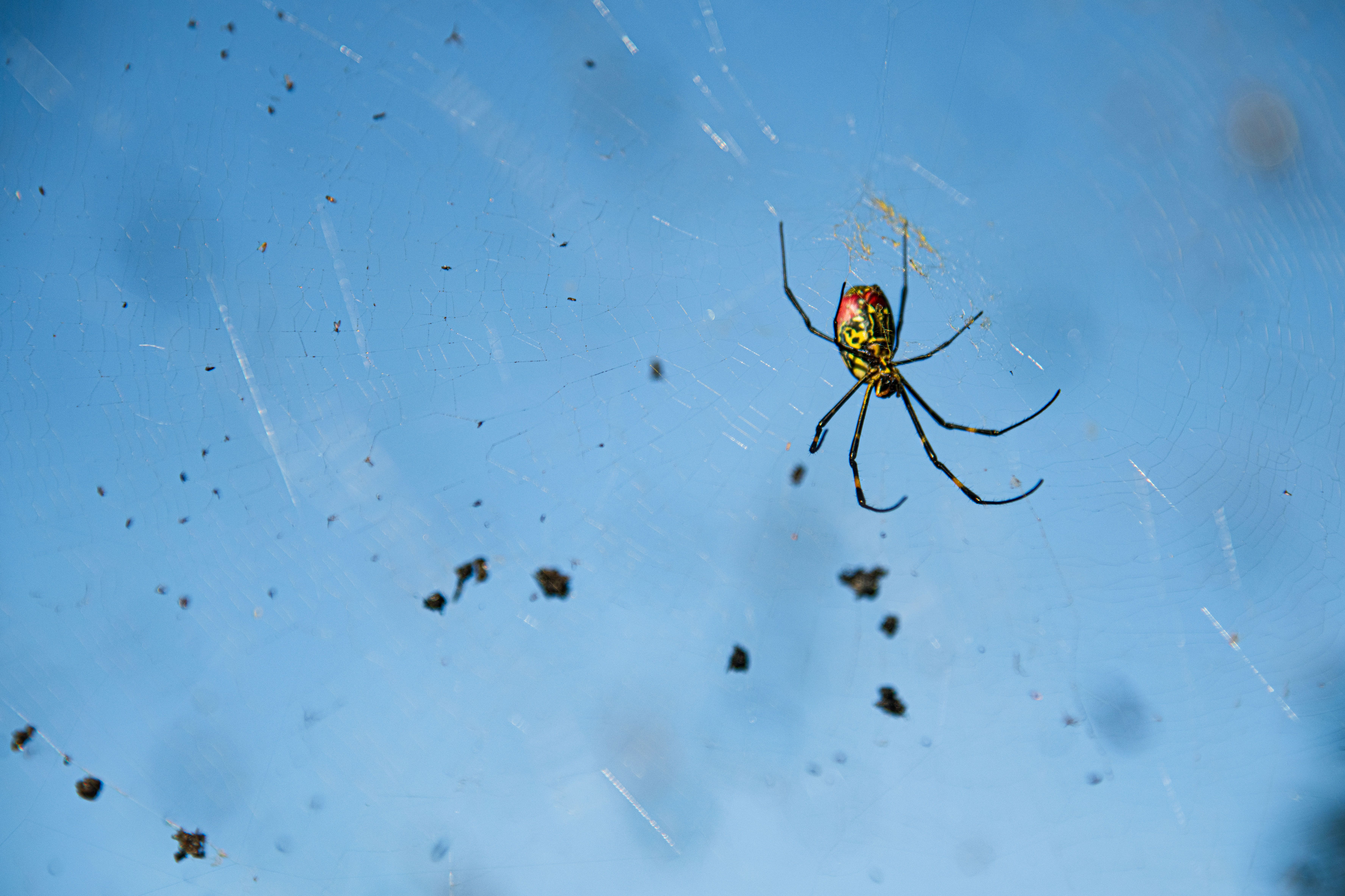 Clemson scientist: Study shows Joro spiders 'here to stay,' spreading fast