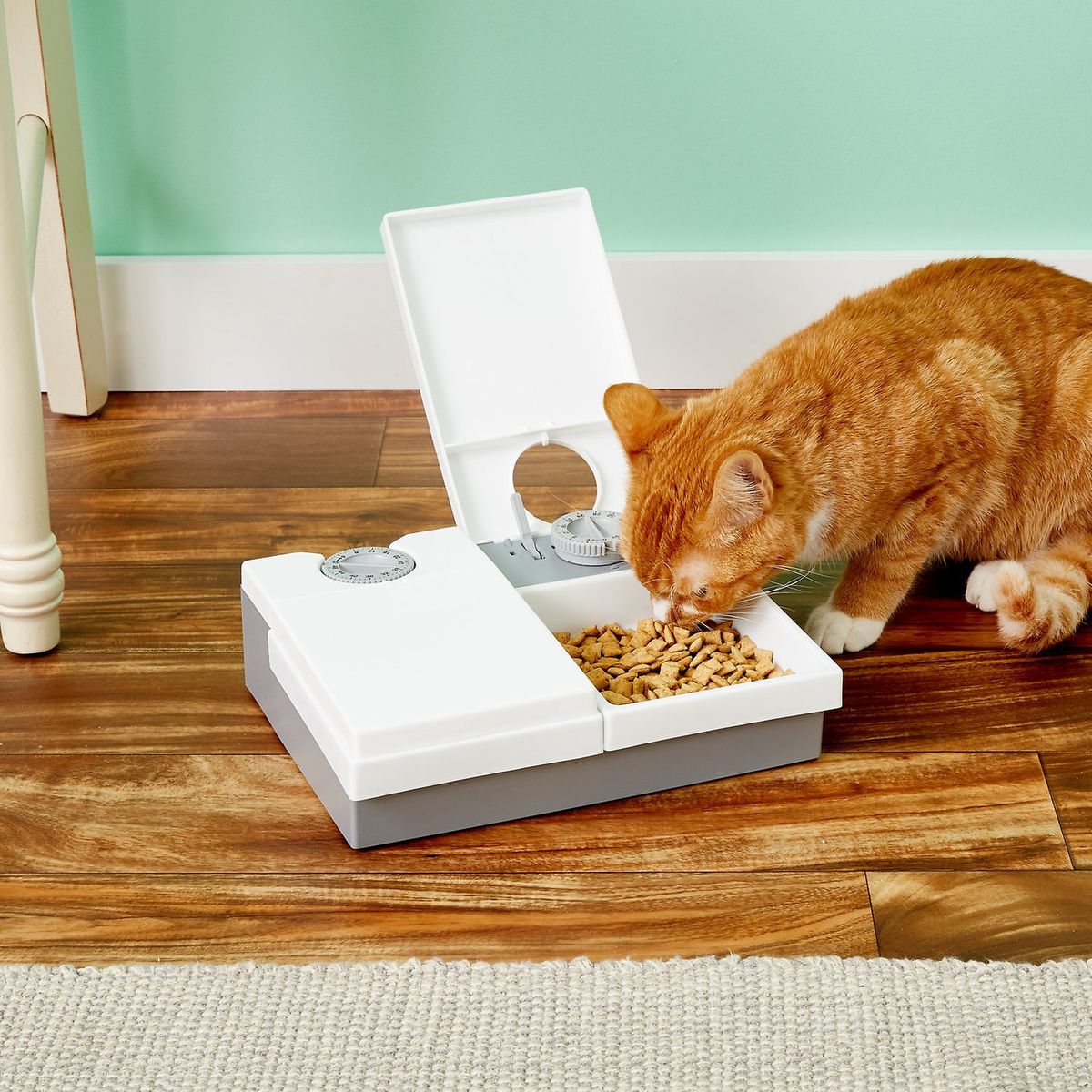 automatic wet cat food dispenser