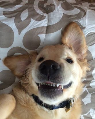 Do dogs wear store braces