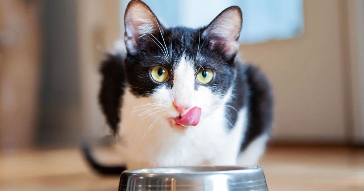 11 Best Cat Foods 2022