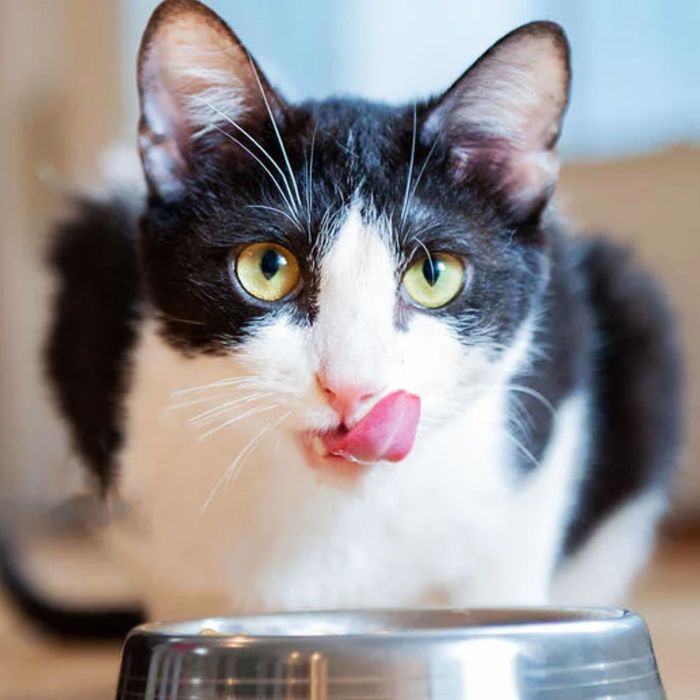 11 Greatest Cat Meals 2022