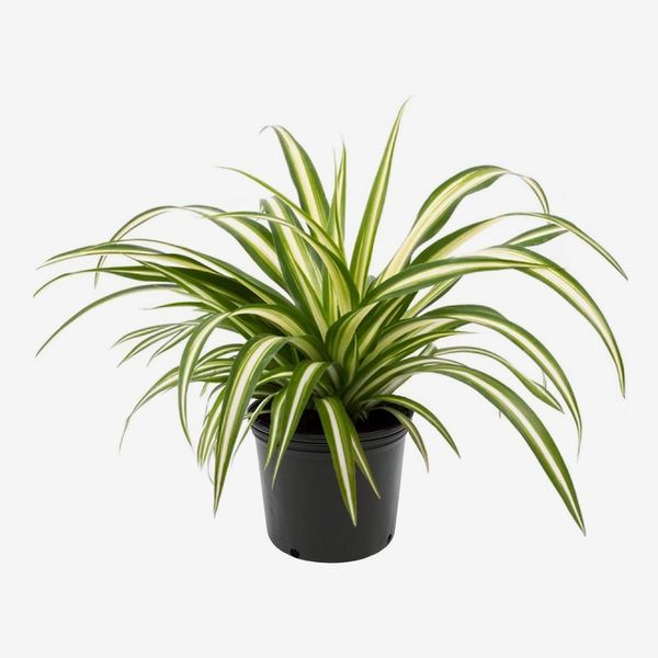 American Plant Exchange Ocean Spider Plant in Grower's Pot