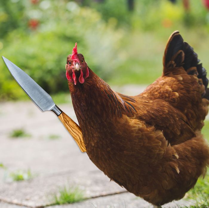 French Chickens Kill French Fox in Self-Defense