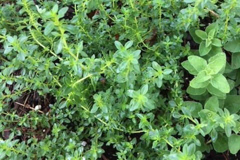 Thyme Plant