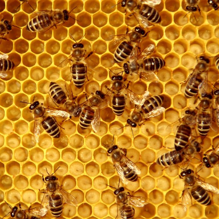 Honeybee Rescue Saves 100,000 Bees