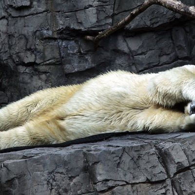 Gus the polar bear covers his face as he takes a nap at the Central Park Zoo. 