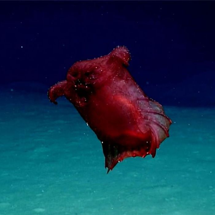 The 'headless chicken monster' sea cucumber.