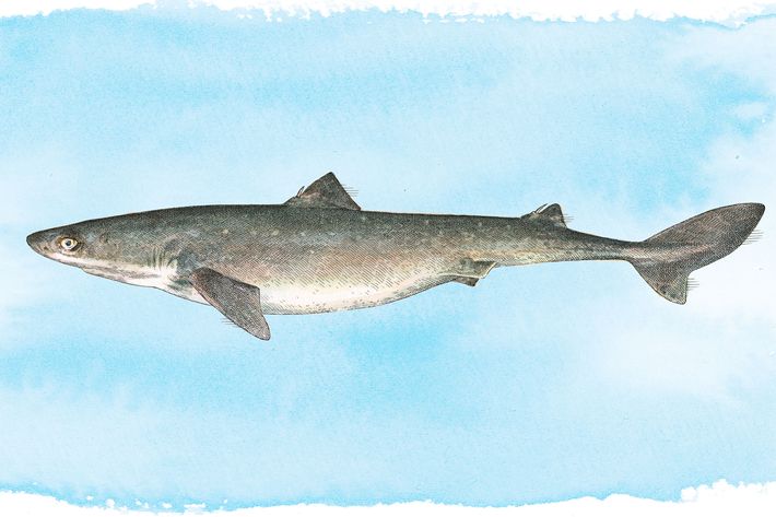 Atlantic Spiny Dogfish