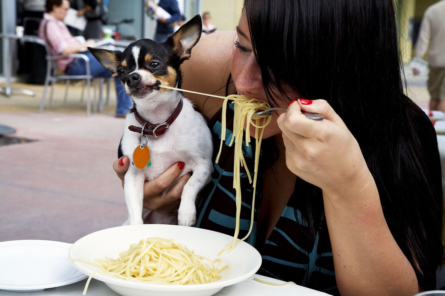 Is It Legal To Bring A Dog Into A Restaurant
