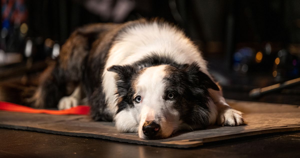 Oscars 2024: 'Anatomy of a Fall' Dog Will Miss Ceremony