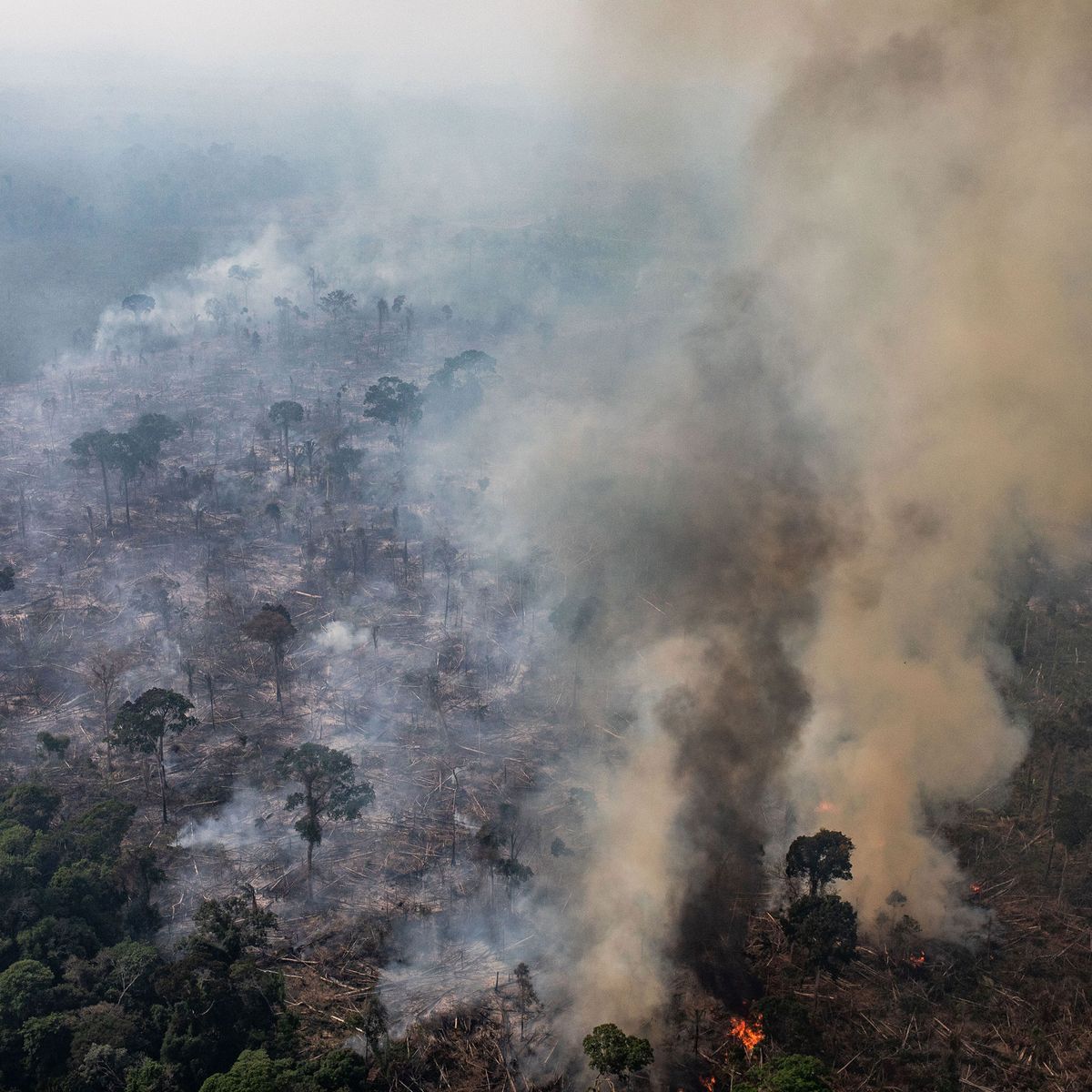 Rain Forest Burning down Herrera Lee.