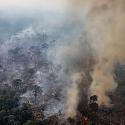 How Much of the Amazon Rainforest Has Burned?