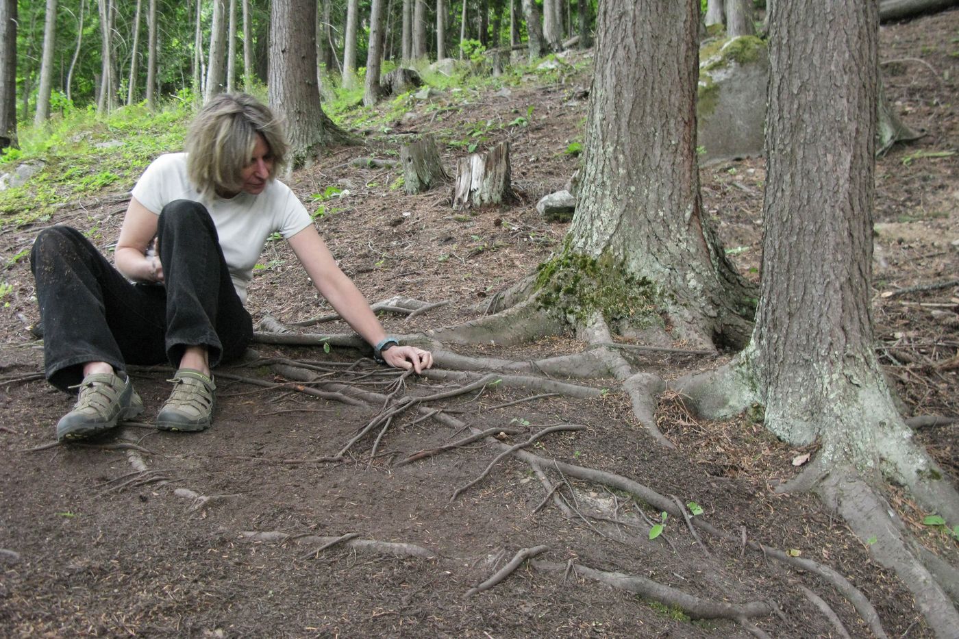 Suzanne Simard Changed How The World Sees Trees