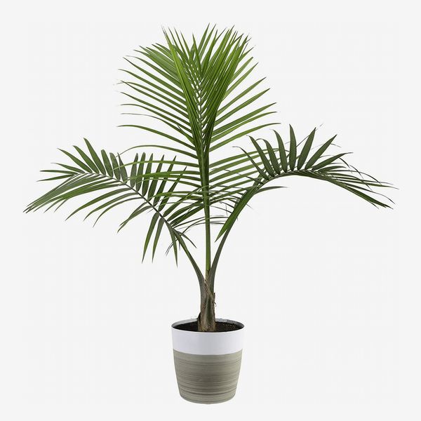 Costa Farms Majesty Palm Tree, Live Indoor Plant, 3 to 4-Feet Tall