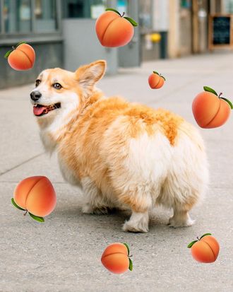 Corgi store fluffy but