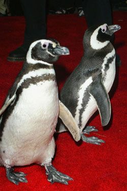 Animals in nature tuxes!