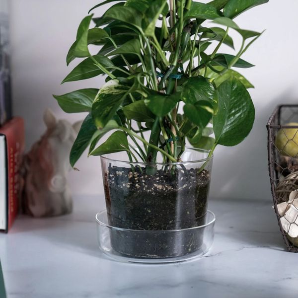 Sheer Potted Plants Glass Pot Planter with Drainage Holes and Tray