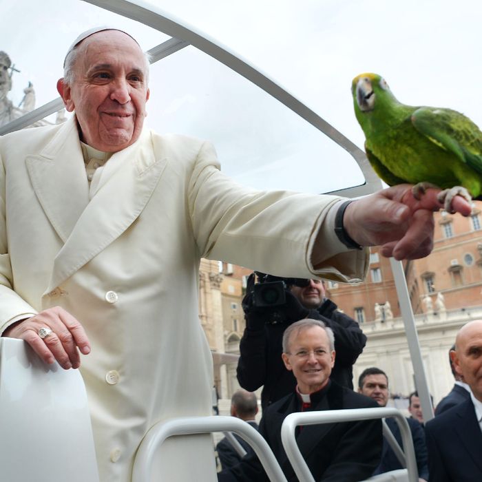 Pope Francis holds a parrot shown by a pilgrim as he arrives for his general audience at St Peter's square on January 29, 2014 at the Vatican. 
