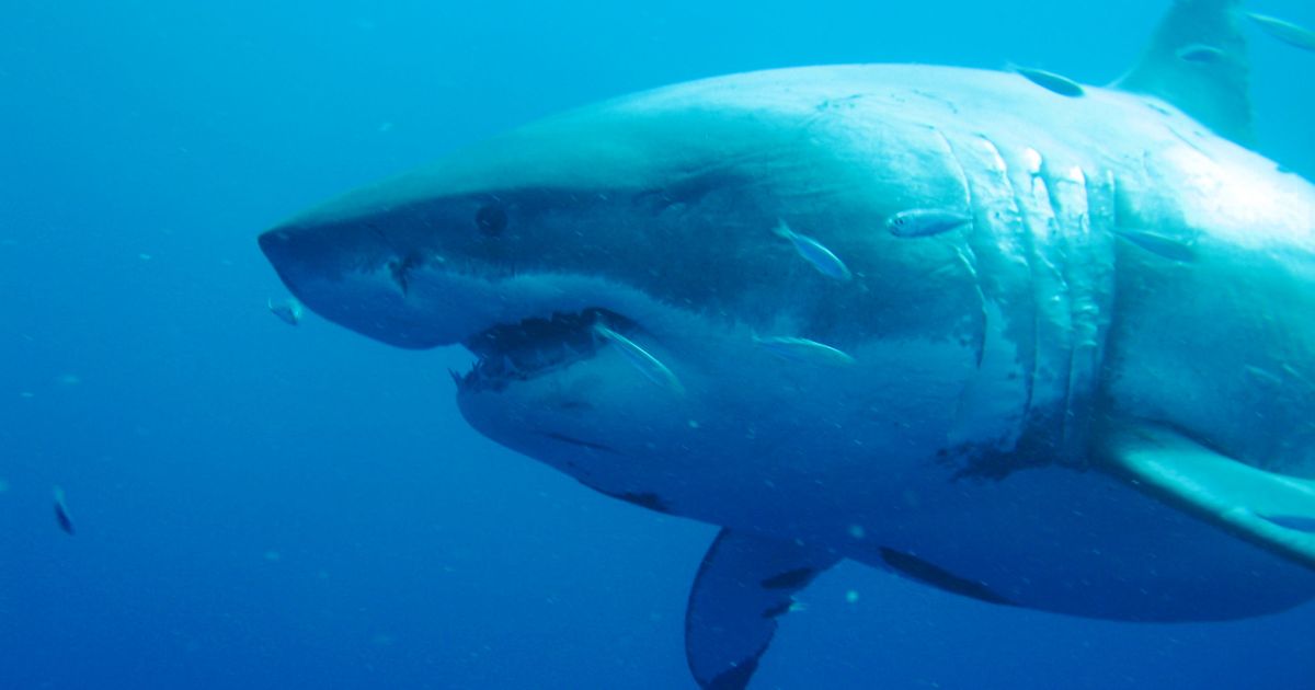 deep blue shark hawaii