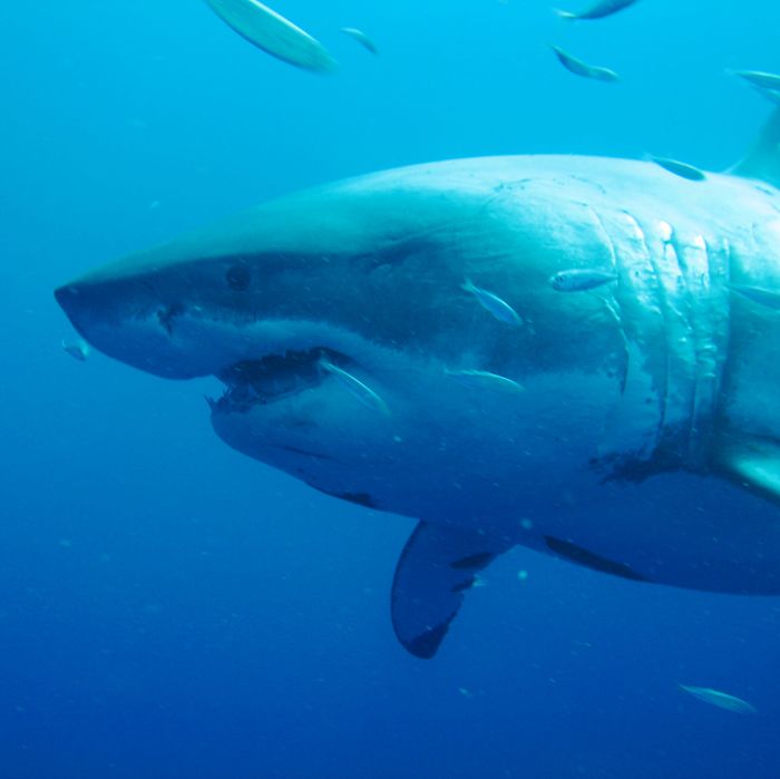 deep blue shark hawaii sighting