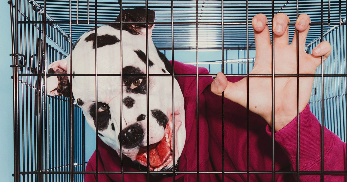 Bin ich ein schlechter Tierhalter? Geständnisse von Hunde- und ...