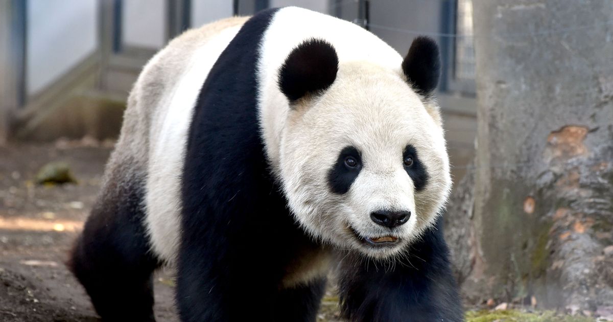 Tokyo Restaurant's Stock Rises Following Panda Sex