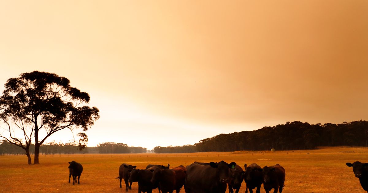 how-many-animals-died-in-australia-fires