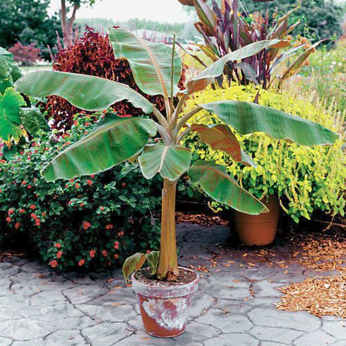 Dwarf Cavendish Banana Tree